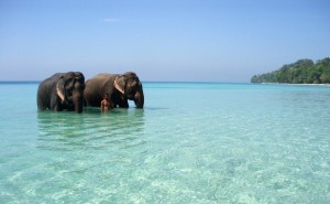 Read more about the article 4Nights & 5 Days Port Blair Tour